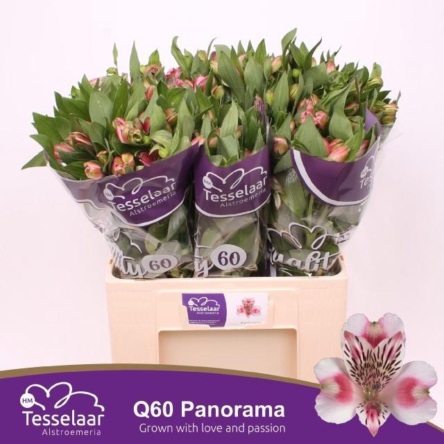 <h4>ALSTR PANORAMA</h4>