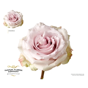 Rosa Garden Andrea Gardens