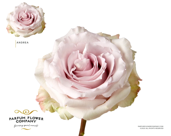 <h4>Rosa Garden Andrea Garden</h4>