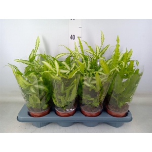 Pteris cretica 'Albolineata'