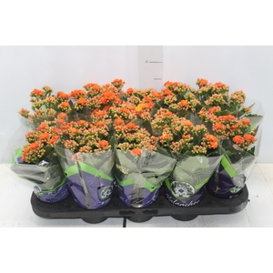 KALANCHOE DOBRADO P11 LARANJA