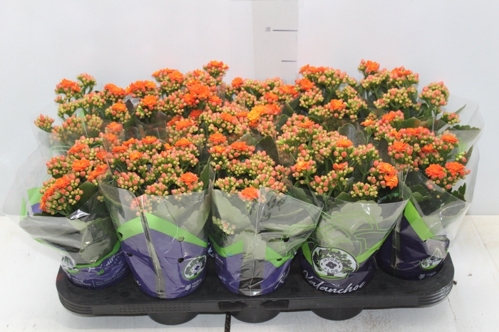 <h4>KALANCHOE DOBRADO P11 LARANJA</h4>