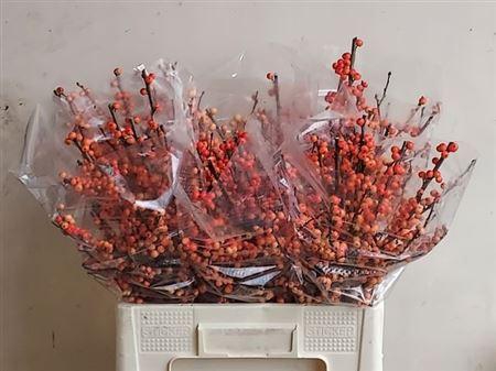 <h4>Ilex Ve Oudijks Orange</h4>