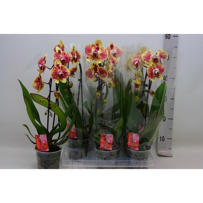 <h4>PHAL EL CASCADE</h4>