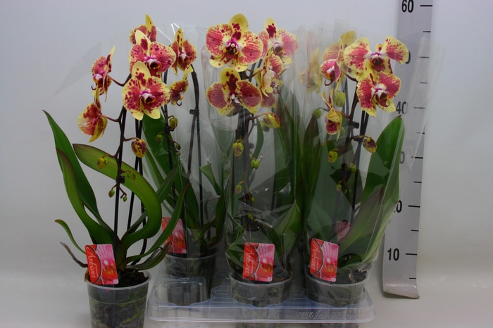 <h4>PHAL EL CASCADE</h4>