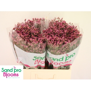 LIM SIN TIFFANY DIAM