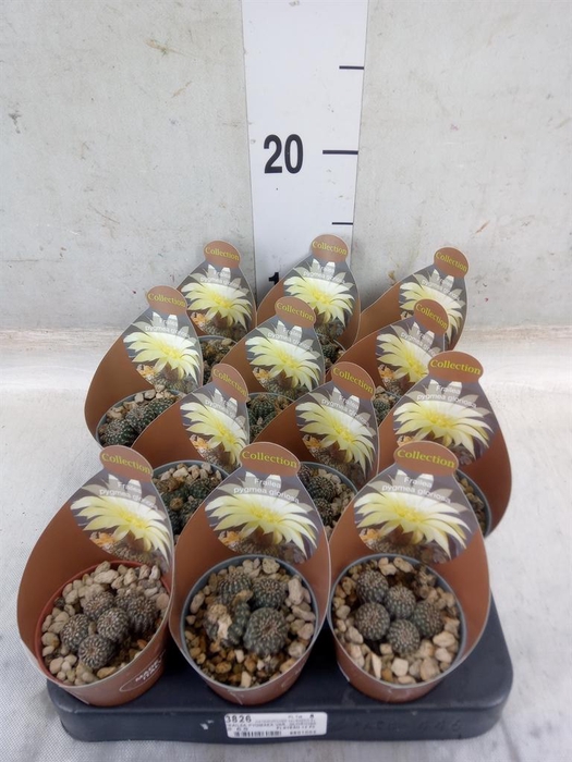 <h4>Cactus   ...</h4>