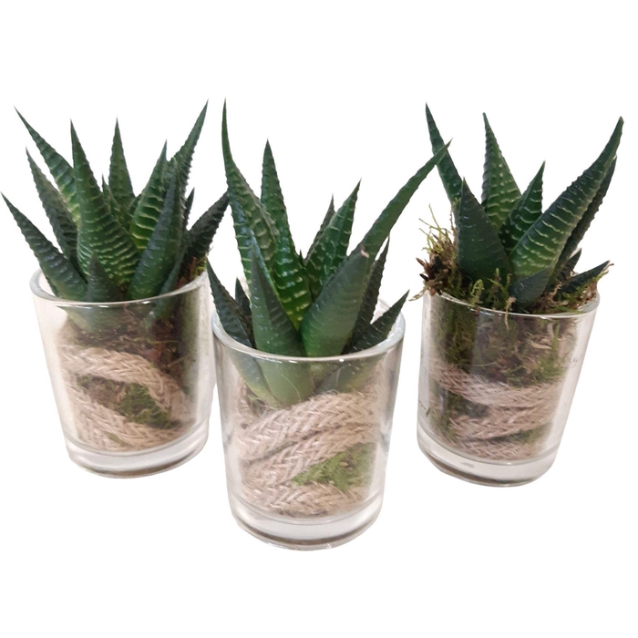 <h4>Arr.   Kamerplant Groen L%</h4>