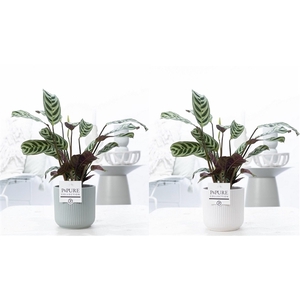 Ctenanthe Burle Marxii in P&PURE Sophie ceramics ass. 2