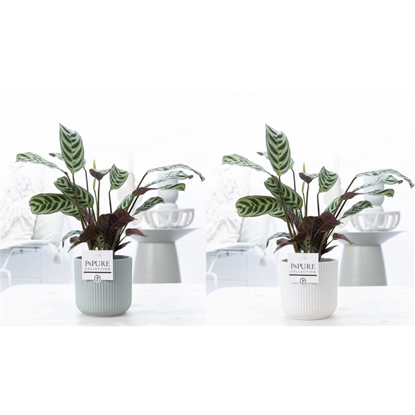 <h4>Ctenanthe Burle Marxii in P&PURE Sophie ceramics ass. 2</h4>