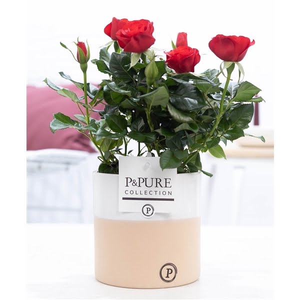 <h4>Rosa red in P&PURE Rosy ceramics</h4>