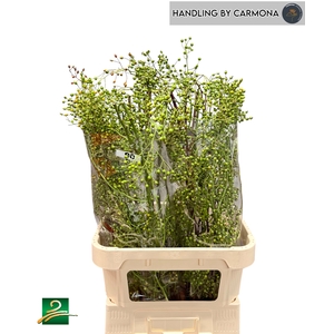 Rosa Corallo Green SPS