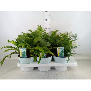 Ferns   ...mix