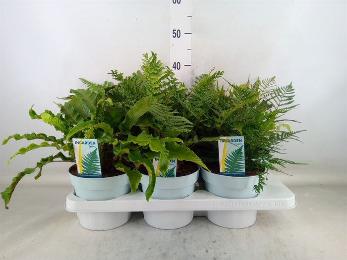 <h4>Ferns   ...mix</h4>