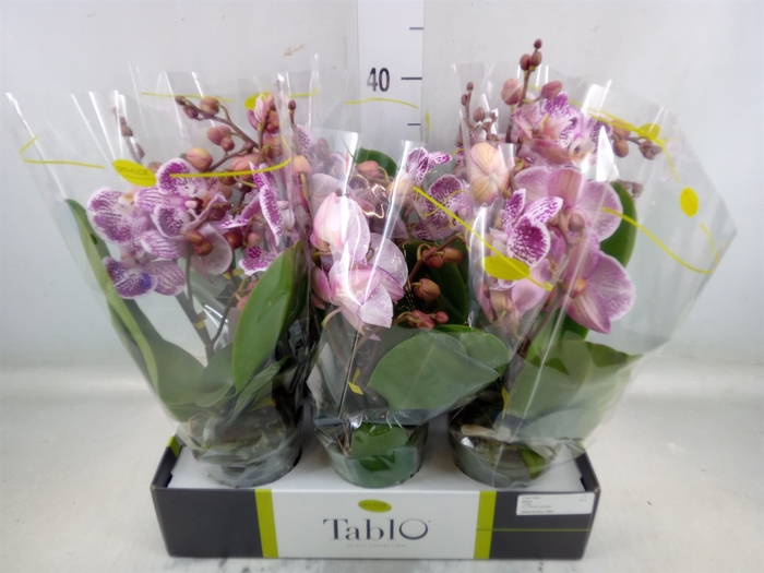 <h4>Phalaenopsis   ...rose</h4>