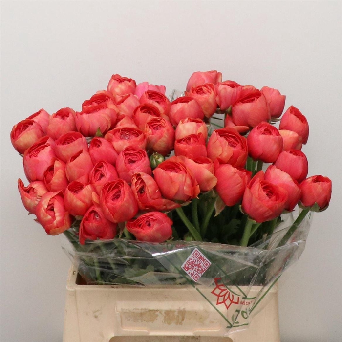 <h4>Ran Su Sr Fragolino Extra</h4>