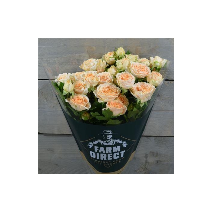 <h4>R Tr Mineola</h4>