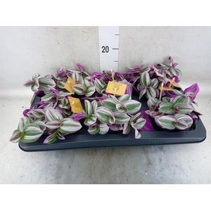 Tradescantia cerinth. 'Nanouk'