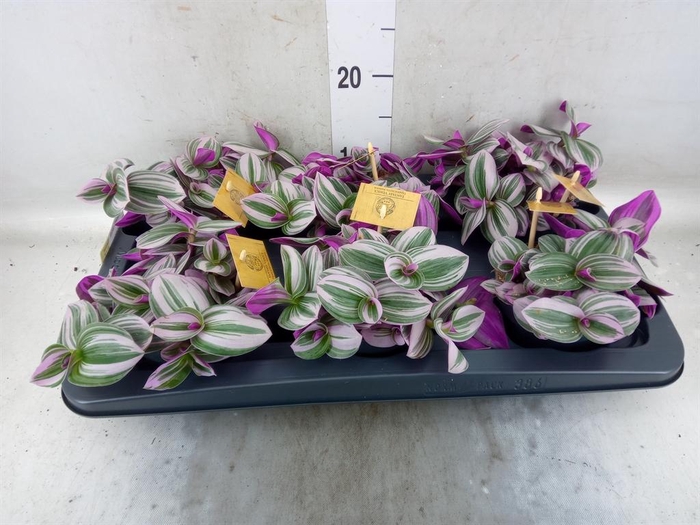 <h4>Tradescantia cerinth. 'Nanouk'</h4>
