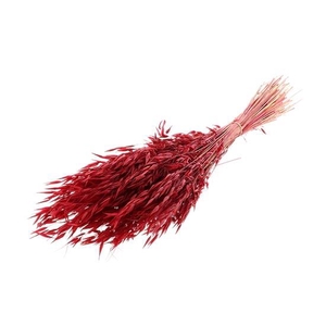 Bunch Avena Salvaje Slv 100g