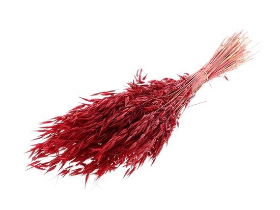 Bunch Avena Salvaje Slv 100g