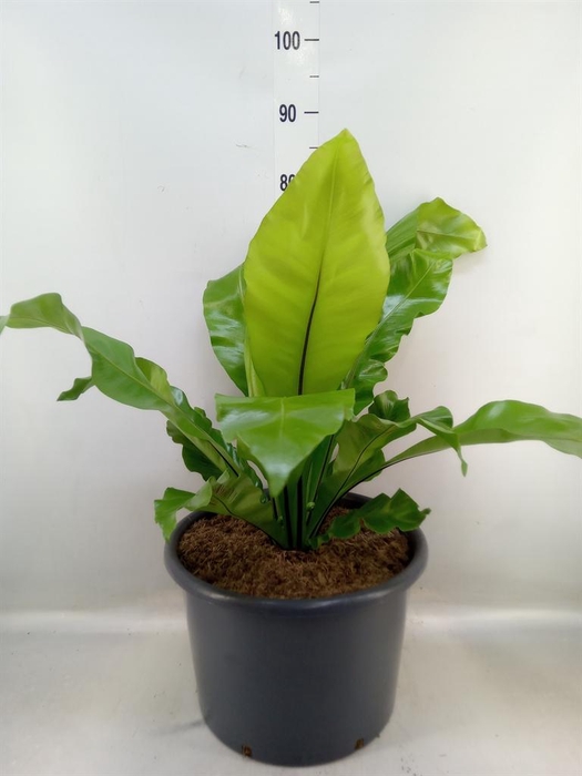 <h4>Asplenium nidus</h4>