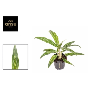 Aglaonema Sunray Green