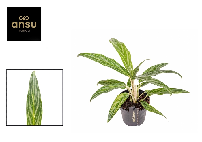 <h4>Aglaonema Sunray Green</h4>