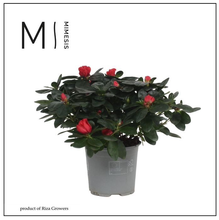 <h4>Mimesis Azalea - 13cm Rood</h4>