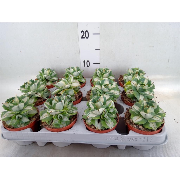 <h4>Agave   ...</h4>