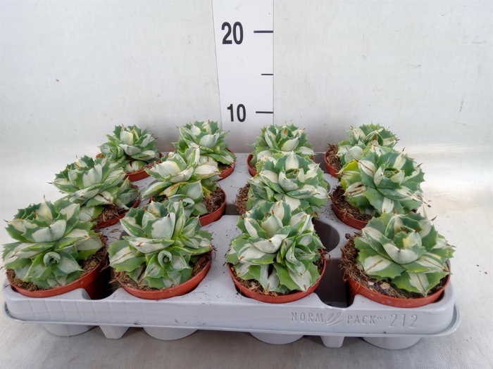 <h4>Agave   ...</h4>