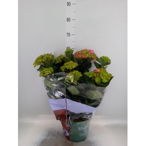 Hydrangea mac. 'Magical Amethyst'