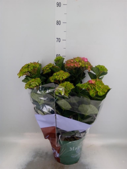 <h4>Hydrangea mac. 'Magical Amethyst'</h4>