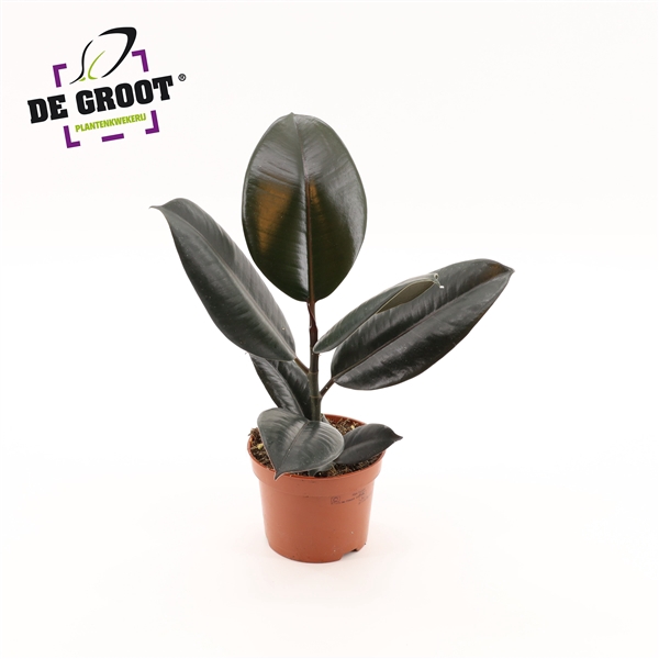 <h4>Ficus elastica Abidjan</h4>