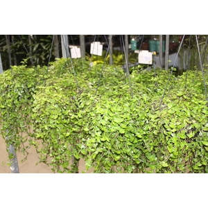 CALLISIA C21