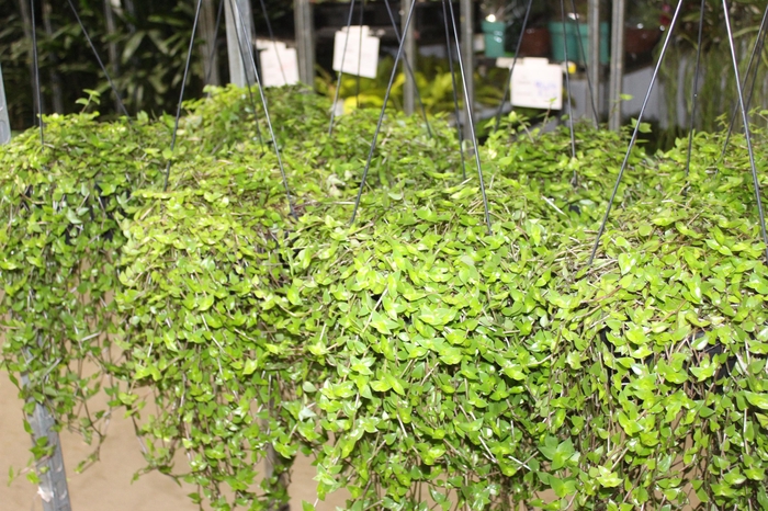 <h4>CALLISIA C21</h4>