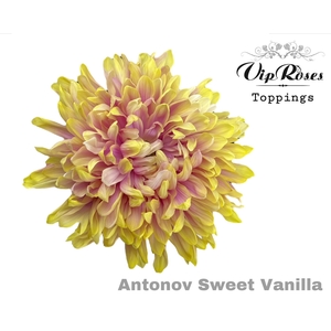 Vip. Chr G Antonov Sweet Vanilla