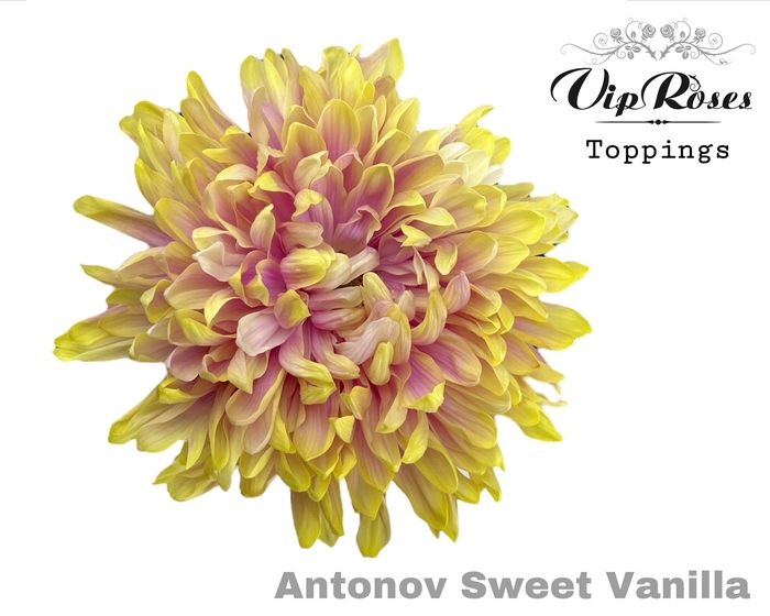 <h4>Chr G Antonov Sweet Vanilla</h4>