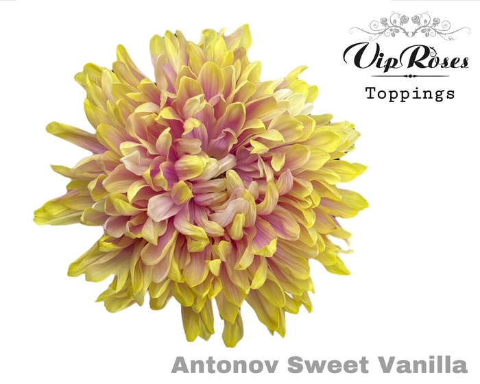Chr G Vip Antonov Sweet Vanilla