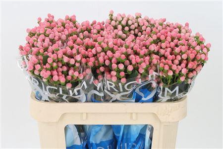 <h4>Hyp Coco Casino</h4>