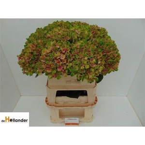 Hydr M Mag Coral Rose