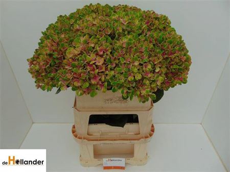 <h4>Hydr M Mag Coral Rose</h4>