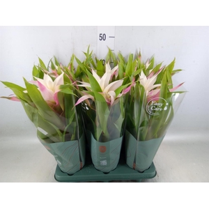 Guzmania  'Deseo Magical White'