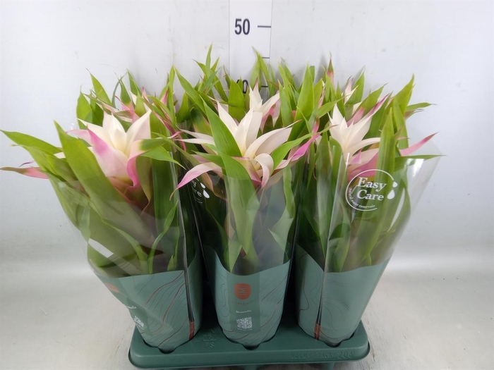 <h4>Guzmania  'Deseo Magical White'</h4>