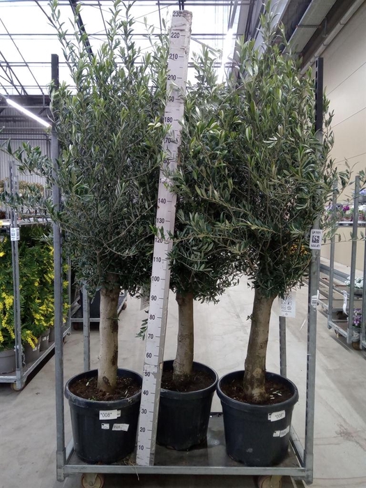 <h4>Olea europaea</h4>