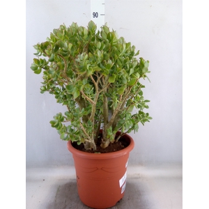 Crassula arborescens