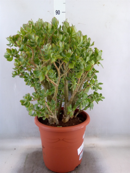 <h4>Crassula arborescens</h4>