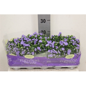 Campanula overig