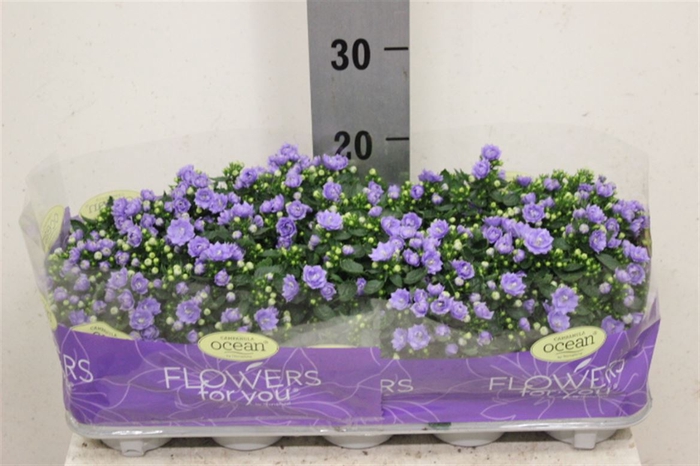 <h4>Campanula overig</h4>