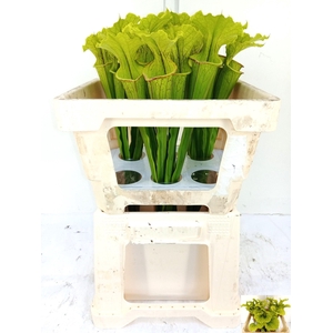 SARRACENIA OV
